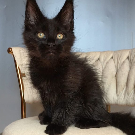 Maine Coon EZ Vlastelina
