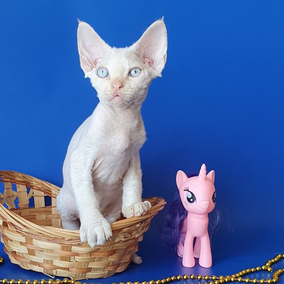 Devon Rex EZ Mike
