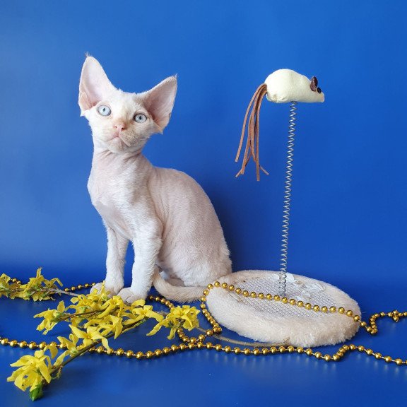 Devon Rex EZ Mike