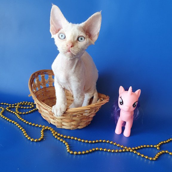 Devon Rex EZ Mike