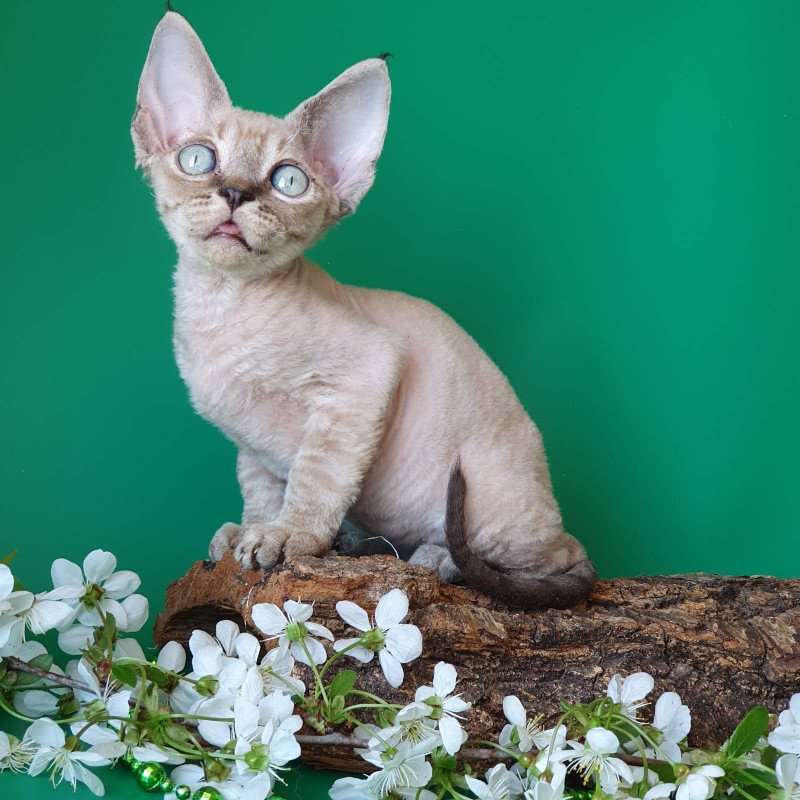 Devon Rex EZ Marik