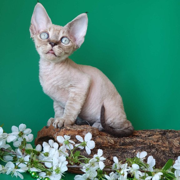 Devon Rex EZ Marik