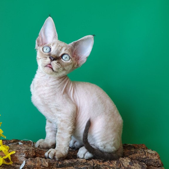 Devon Rex EZ Marik