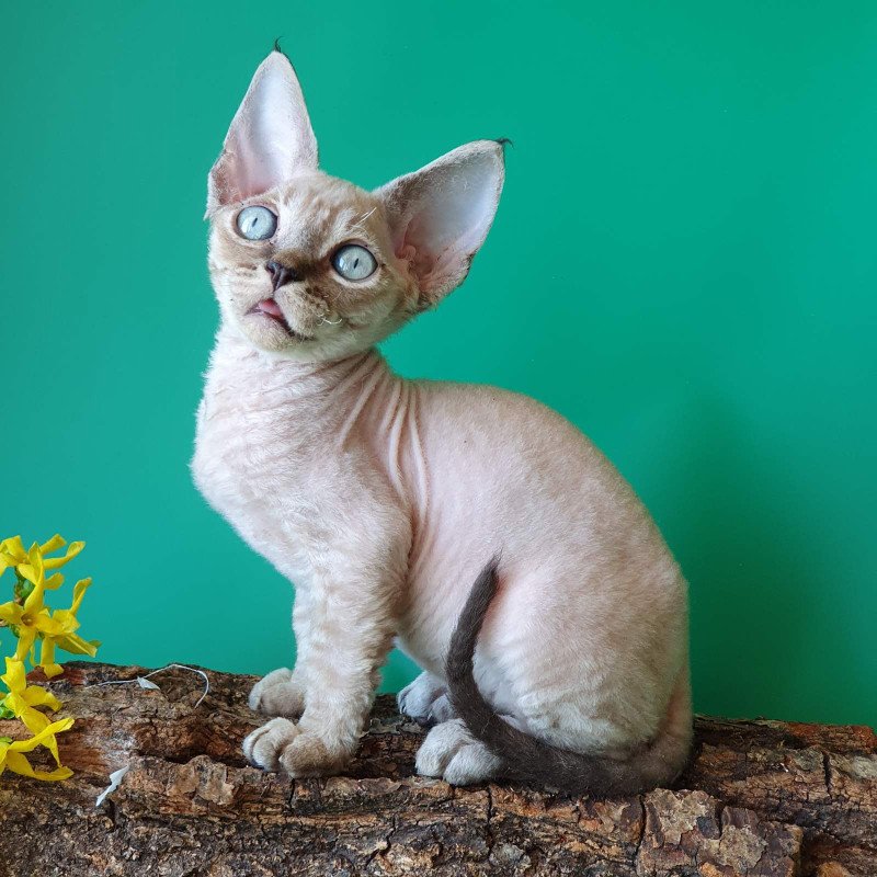 Devon Rex EZ Marik