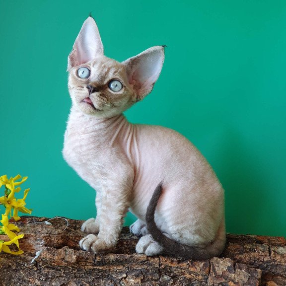 Devon Rex EZ Marik