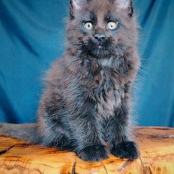 Maine Coon EZ Vol
