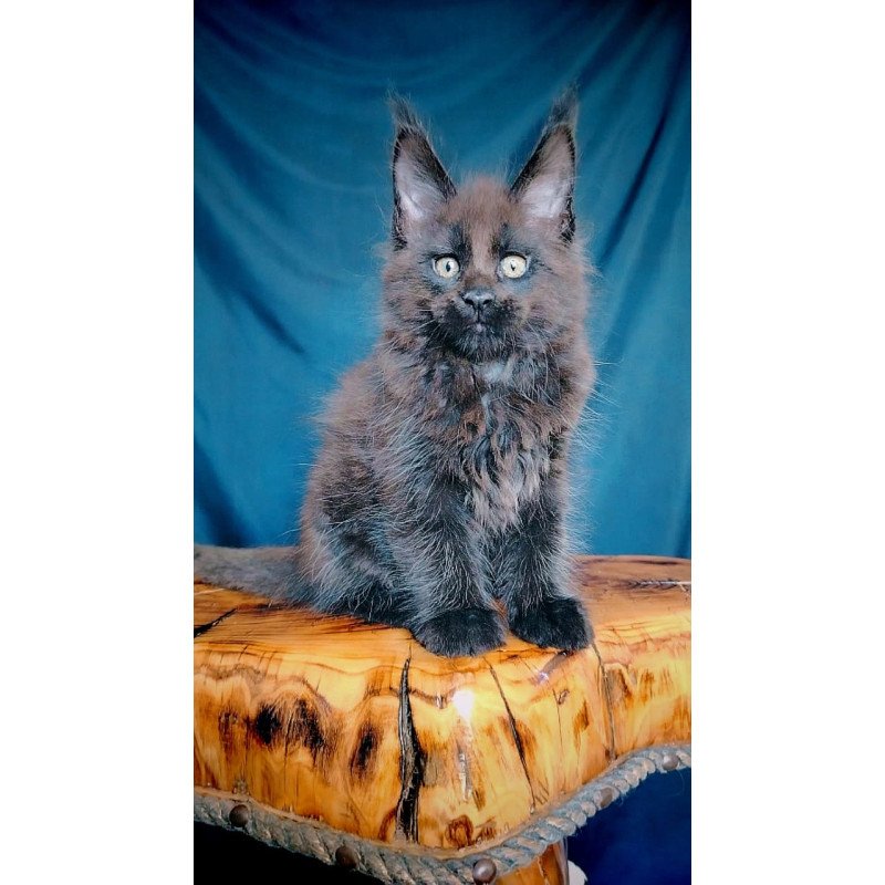Maine Coon EZ Vol