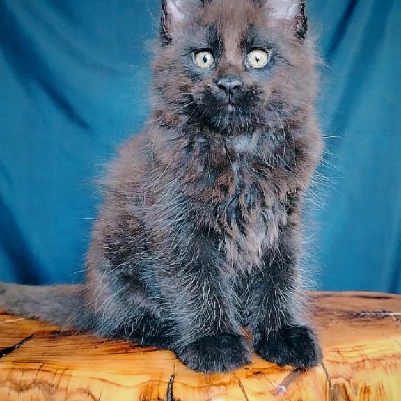 Maine Coon EZ Vol