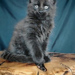 Maine Coon EZ Vol
