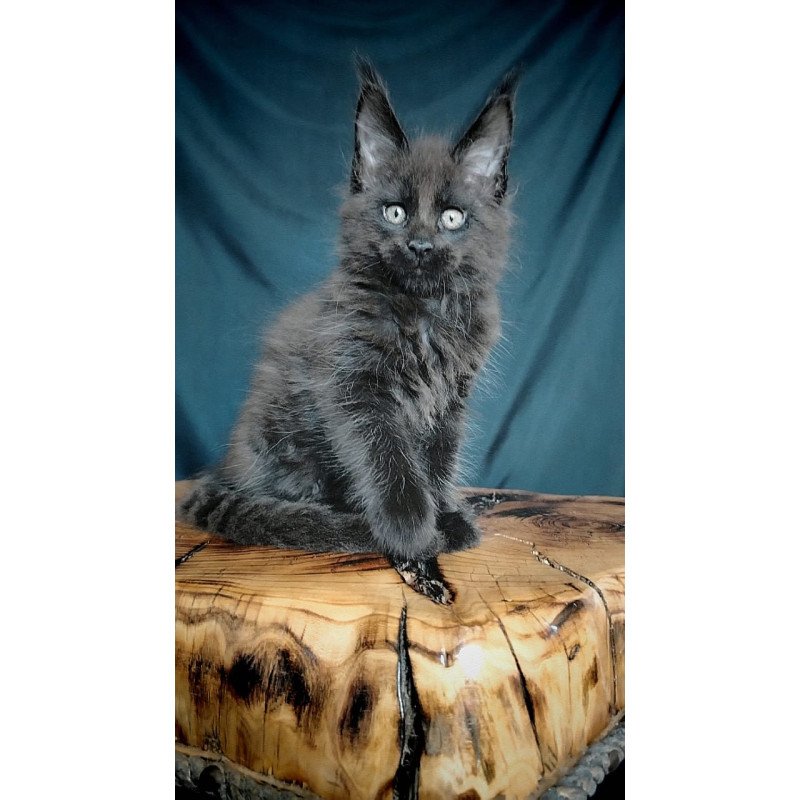 Maine Coon EZ Vol