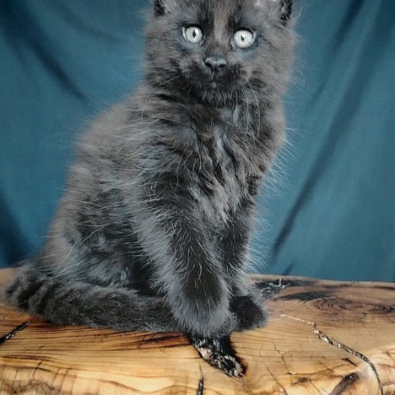 Maine Coon EZ Vol