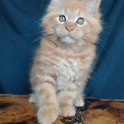 Maine Coon EZ Vivat