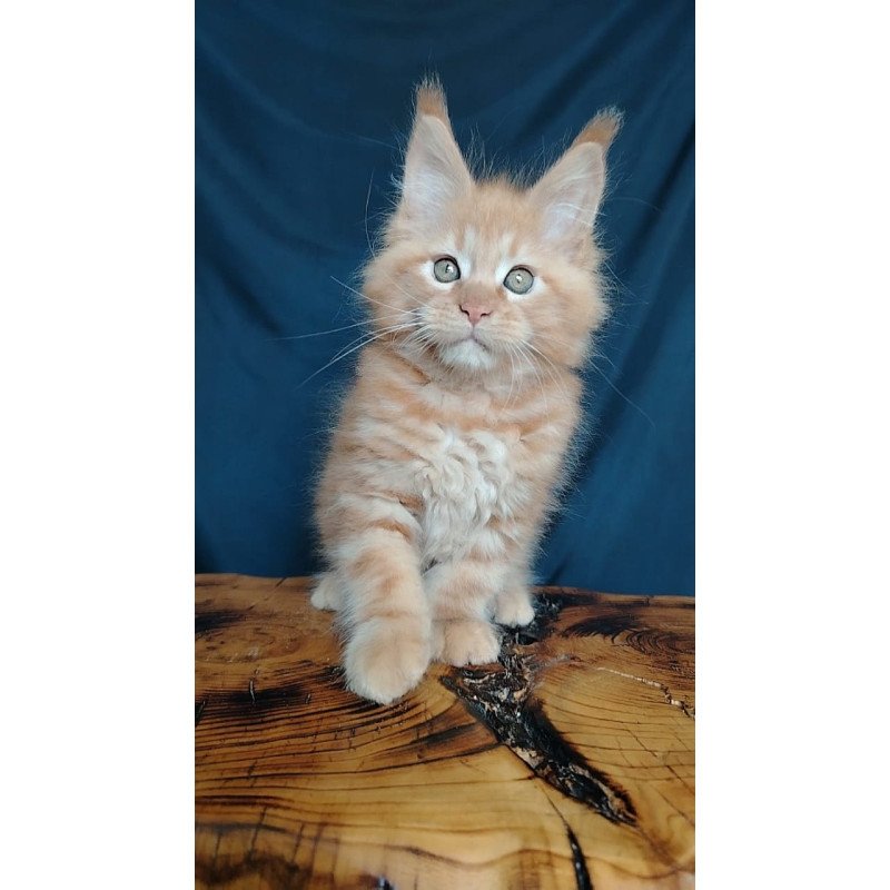 Maine Coon EZ Vivat