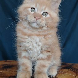 Maine Coon EZ Vivat