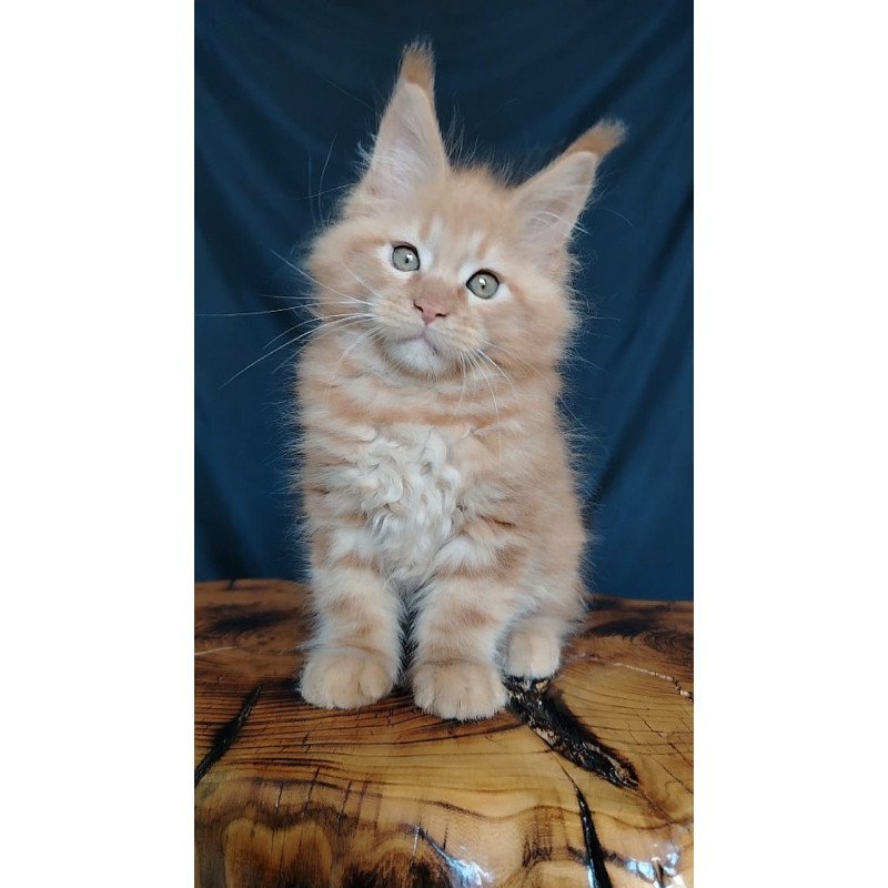Maine Coon EZ Vivat