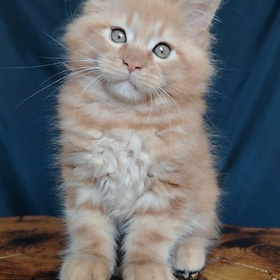 Maine Coon EZ Vivat