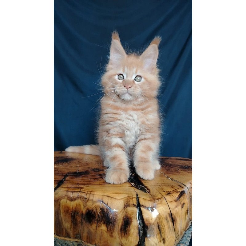 Maine Coon EZ Vivat