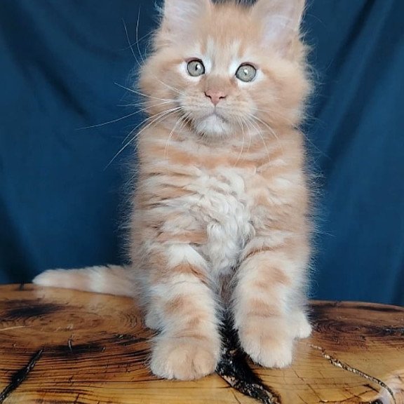 Maine Coon EZ Vivat