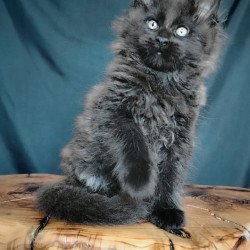 Maine Coon EZ Valentin
