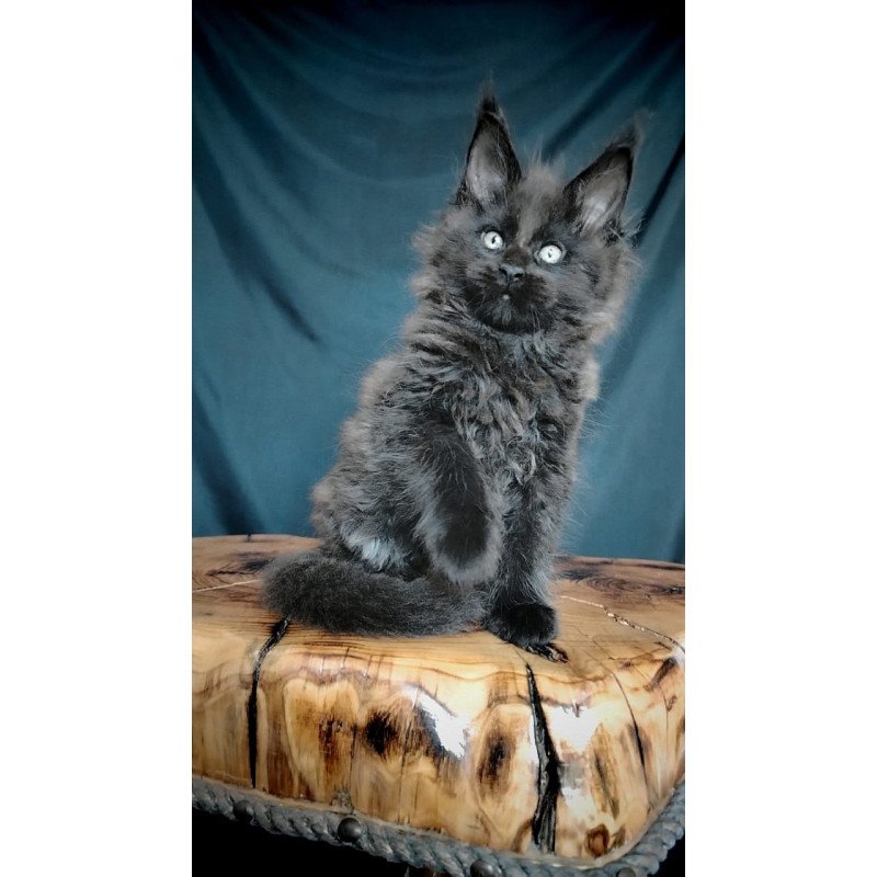 Maine Coon EZ Valentin