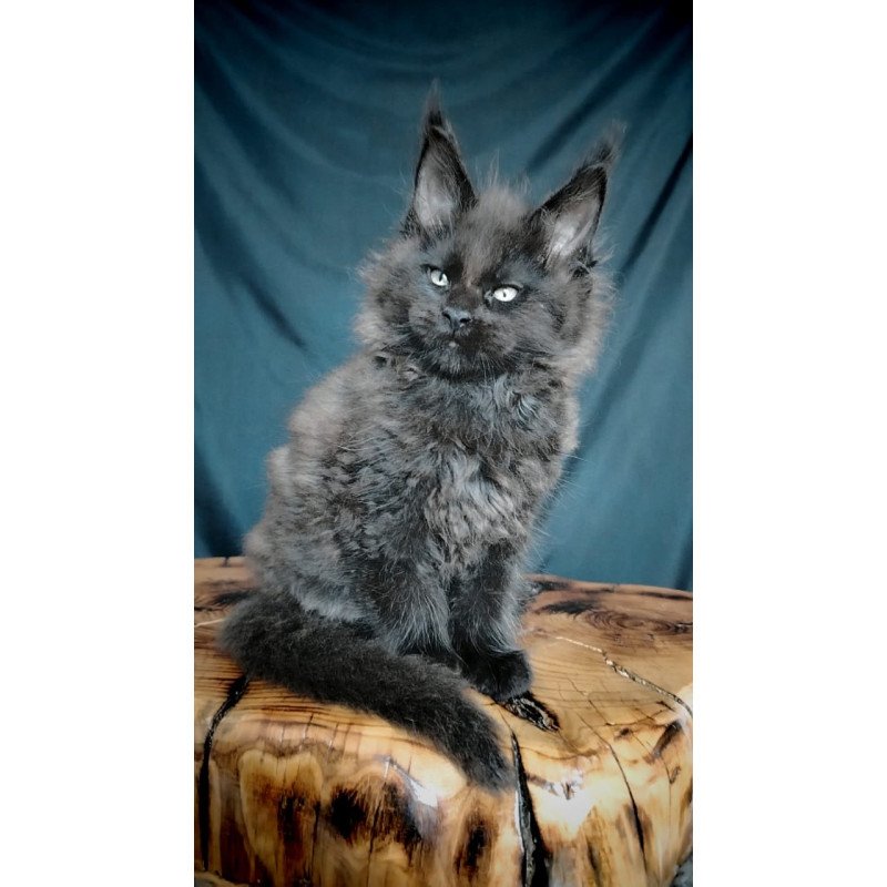 Maine Coon EZ Valentin
