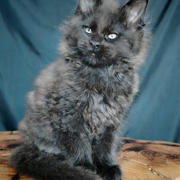 Maine Coon EZ Valentin