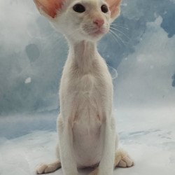 Siamese EZ Oswald