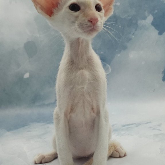 Siamese EZ Oswald