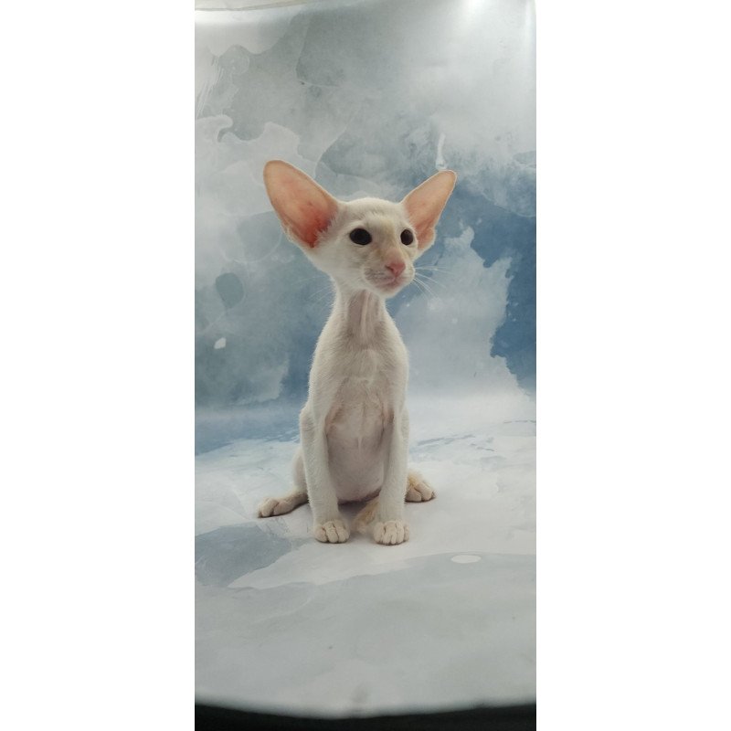 Siamese EZ Oswald