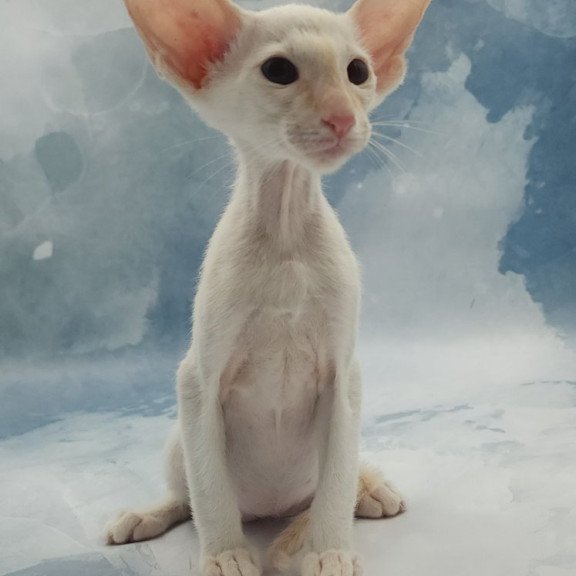 Siamese EZ Oswald