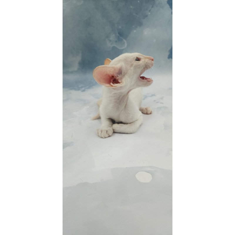 Siamese EZ Oswald