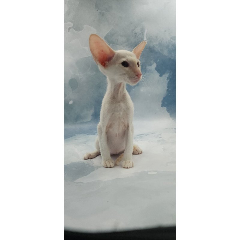 Siamese EZ Oswald