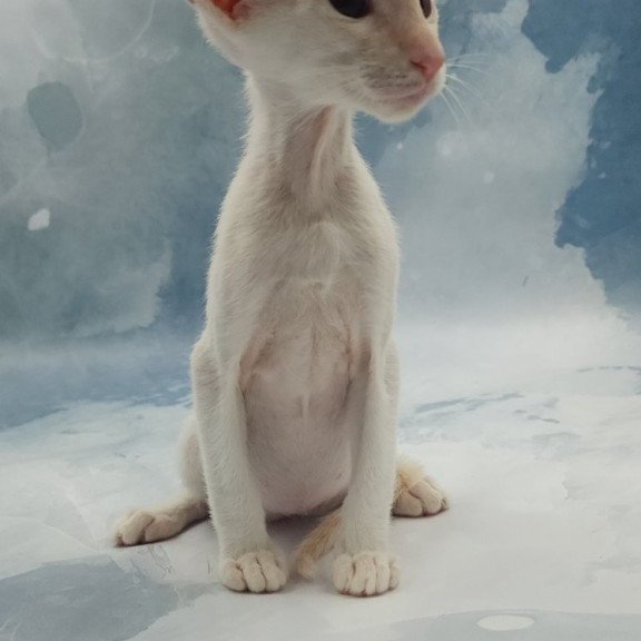 Siamese EZ Oswald