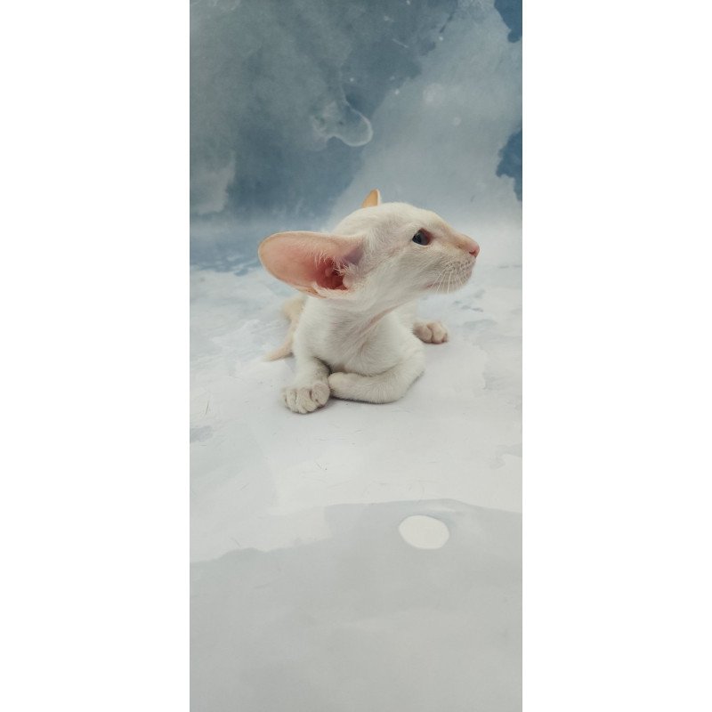 Siamese EZ Oswald