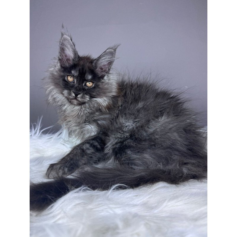 Maine Coon EZ Xemfilda