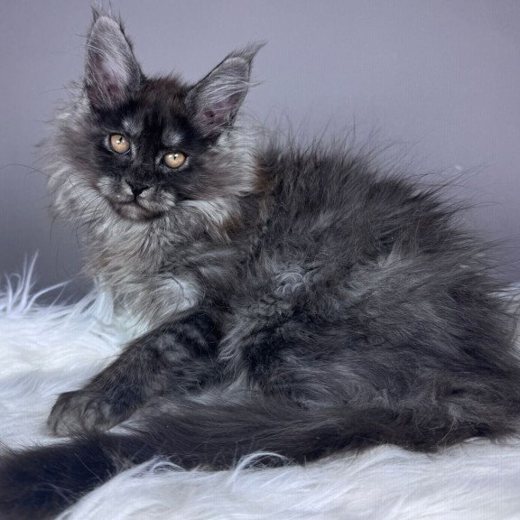 Maine Coon EZ Xemfilda