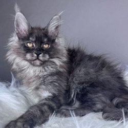 Maine Coon EZ Xemfilda
