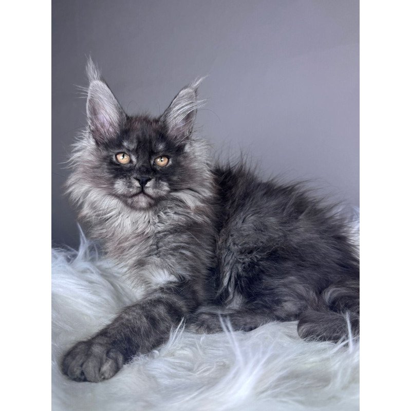 Maine Coon EZ Xemfilda