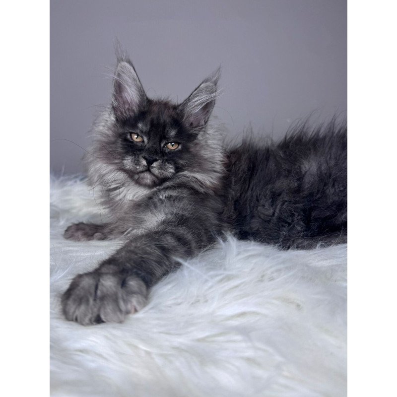 Maine Coon EZ Xemfilda