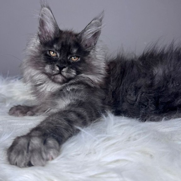 Maine Coon EZ Xemfilda