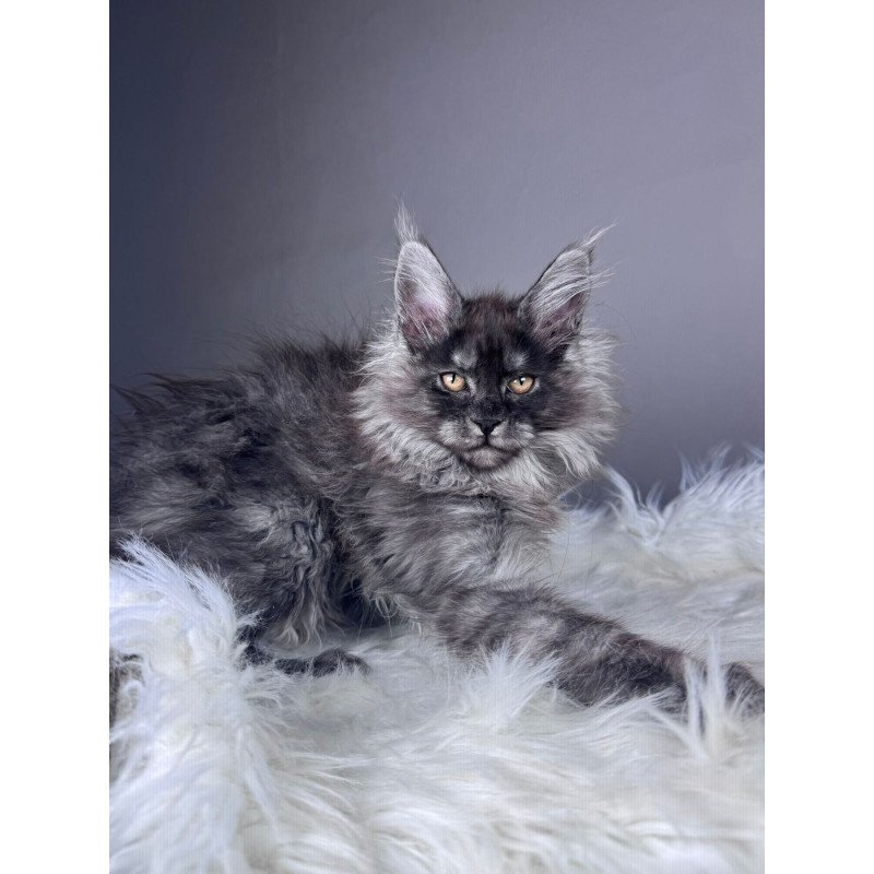 Maine Coon EZ Xemfilda