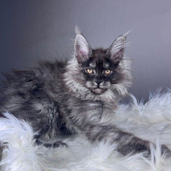 Maine Coon EZ Xemfilda