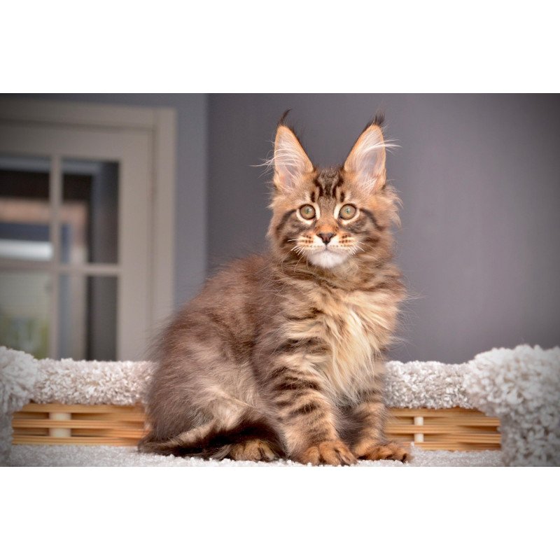 Maine Coon NOV Whitewood