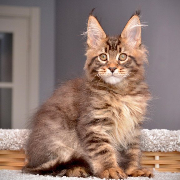 Maine Coon NOV Whitewood