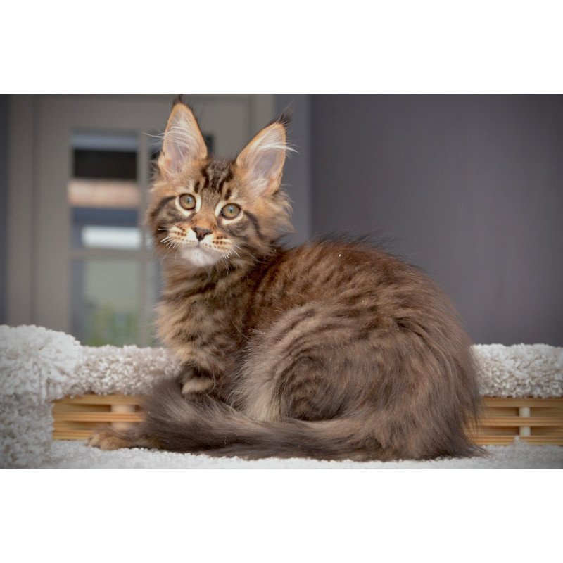 Maine Coon NOV Whitewood