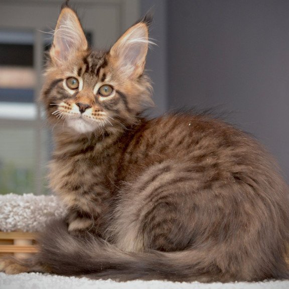 Maine Coon NOV Whitewood