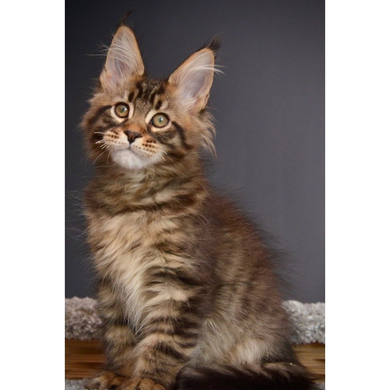 Maine Coon NOV Whitewood