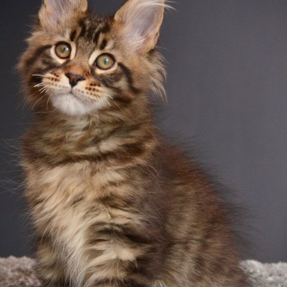 Maine Coon NOV Whitewood