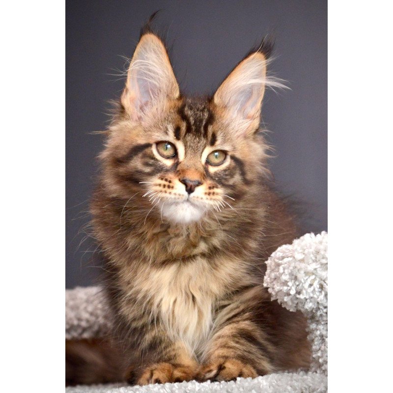 Maine Coon NOV Whitewood