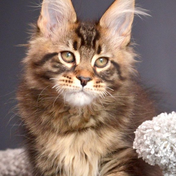 Maine Coon NOV Whitewood